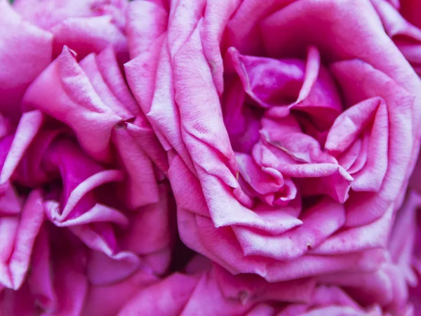 Bright pink roses — Stock Photo, Image