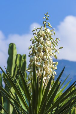 Büyük beyaz Güney çiçek
