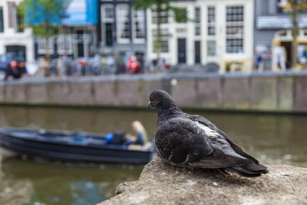 Amsterdam, Nederländerna, den 7 juli 2014. duvan sitter på packa ihop av kanalen mot gamla hus — Stockfoto