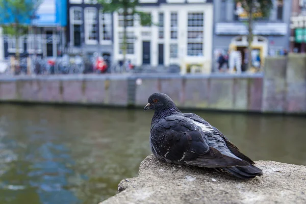 Амстердам, Нидерланды, 7 июля 2014 года. Голубь сидит на берегу канала против старых домов — стоковое фото