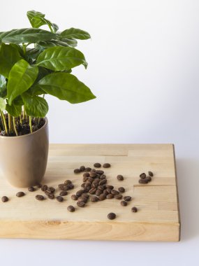 kahve ağacı ve kızarmış kahve taneleri