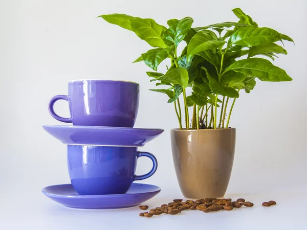 Kaffeebaum, Kaffeetassen und Körner des gebratenen Kaffees — Stockfoto