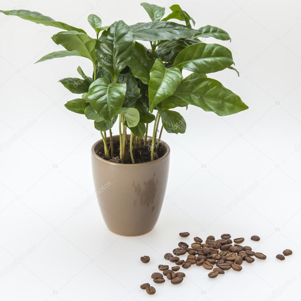 Coffee tree and grains of the fried coffee