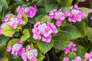 parlak pembe çiçekli süs çalı