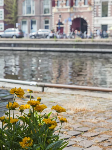 Haarlem, Países Bajos, 10 de julio de 2014. Típica vista urbana. Casas antiguas —  Fotos de Stock