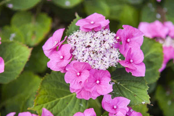 Ornamental shrub with bright pink flowers — Stock Photo, Image