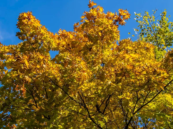 Las Hojas Sobre Las Coronas Otoño — Foto de Stock