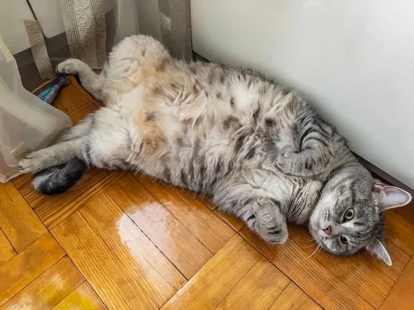 Gri tüylü kedi pencerenin yanında yatıyor.