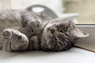 Gri tüylü kedi pencerenin yanında yatıyor.