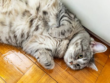 Gri tüylü kedi pencerenin yanında yatıyor.