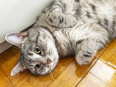 Gri tüylü kedi pencerenin yanında yatıyor.