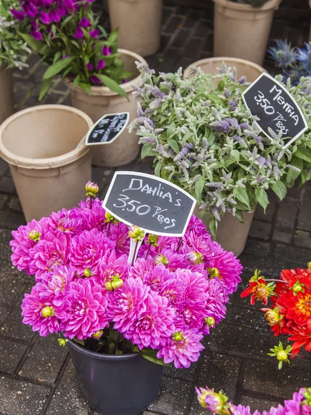 阿姆斯特丹，荷兰，2014 年 7 月 8 日。出售的植物和种子在阿姆斯特丹的花卉市场。花卉市场-城市的著名景点之一 — 图库照片
