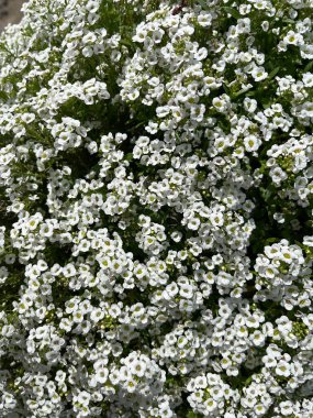 İlkbaharda parkta çiçek açan bir çalılığın dalları