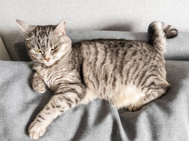 Oyuncak tüylü kedi kanepede yatıyor.