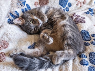 Oyuncak tüylü kedi kanepede yatıyor.