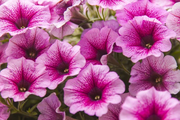 Zierpflanze mit leuchtend rosa Blüten — Stockfoto