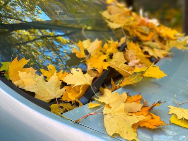  Ağaçlardan süzülen sarı yapraklarla dolu araba.