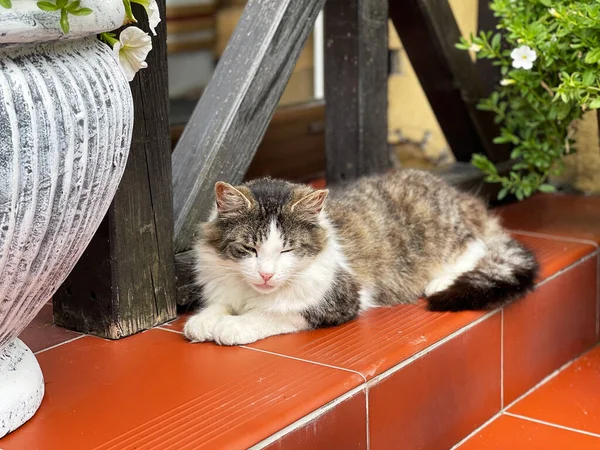 这只可爱的猫躺在石阶上 图库图片