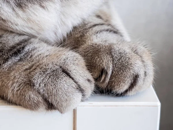 Las Patas Del Gato Acercan —  Fotos de Stock