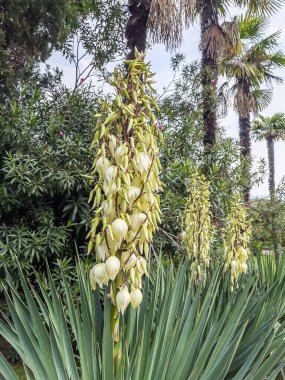 Tropikal parkta çiçek açan Yucca medrensis (Soco Yucca)