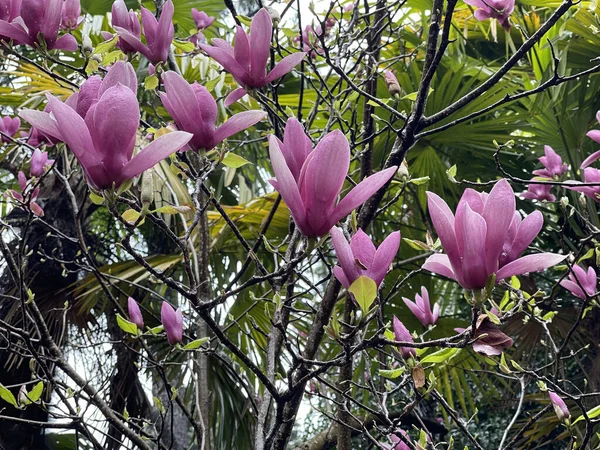 Filialer Blommande Magnolia Ren Parken — Stockfoto