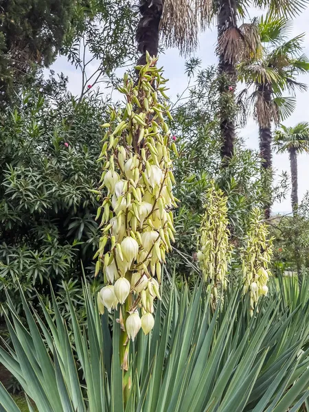 Blossoming Yucca Madrensis Soco Yucca Тропическом Парке — стоковое фото