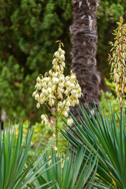 Tropikal parkta çiçek açan Yucca medrensis (Soco Yucca)