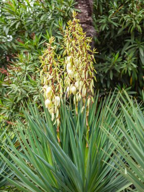 Tropikal parkta çiçek açan Yucca medrensis (Soco Yucca)