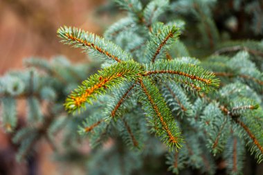Süslü mavi bir köknar ağacının dalları.