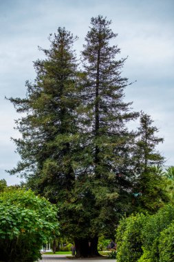 Yazın parkta resimli bir ağaç. 