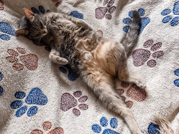 Lekfull Fluffig Katt Ligger Soffan — Stockfoto