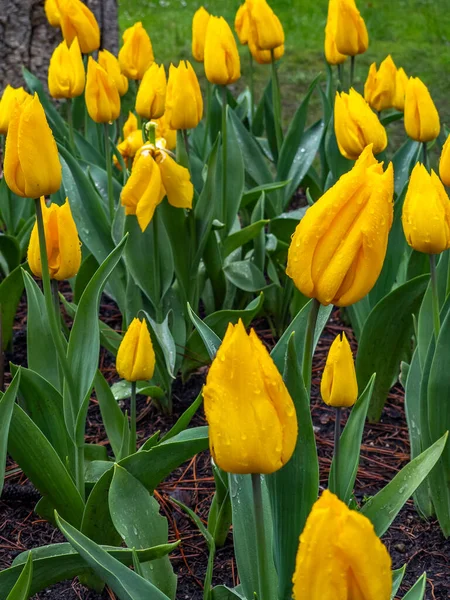Tulipanes Amarillos Parque — Foto de Stock