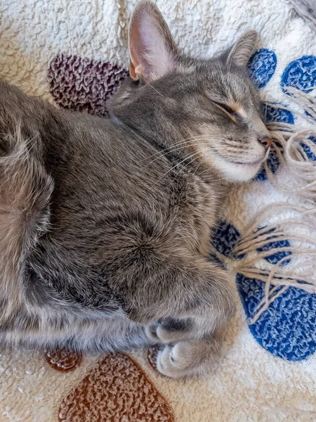 Playfull Berbulu Kucing Terletak Sofa — Stok Foto