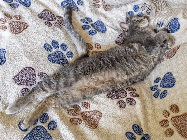 玩乐的毛绒绒猫躺在沙发上 — 图库照片
