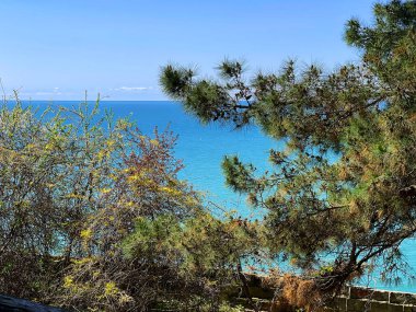 Deniz kıyısındaki resimli tropikal bitkiler