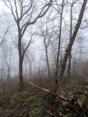 Sisli bir bahar sabahı parktaki eski ağaçların arasında
