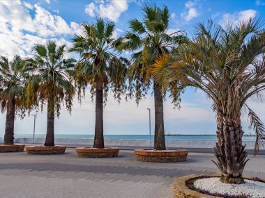 Sochi, Rusya, 12 Nisan 2021. Deniz kıyısında güzel palmiyeler