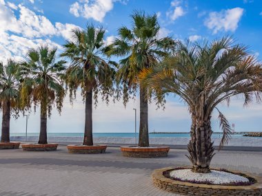 Sochi, Rusya, 12 Nisan 2021. Deniz kıyısında güzel palmiyeler