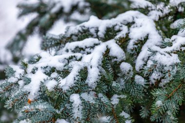 Bir köknar ağacının dalları kışın soğukla kaplıdır.