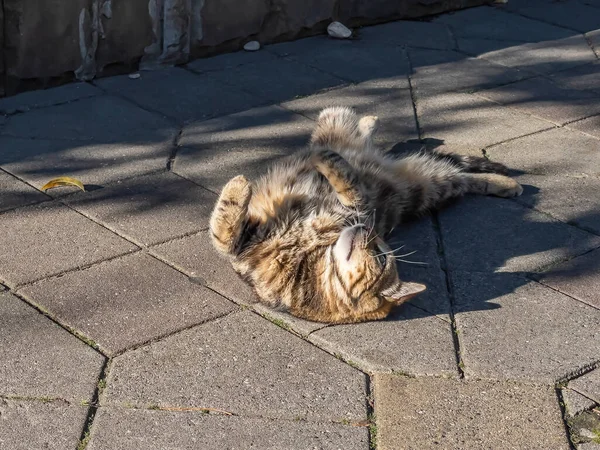 Gato Agradable Yace Pavimento Piedra Vieja Calle — Foto de Stock