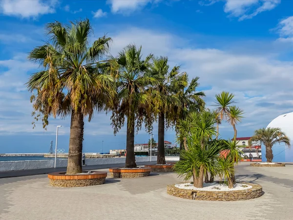 Sochi, Rusya, 12 Nisan 2021. Deniz kıyısında güzel palmiyeler