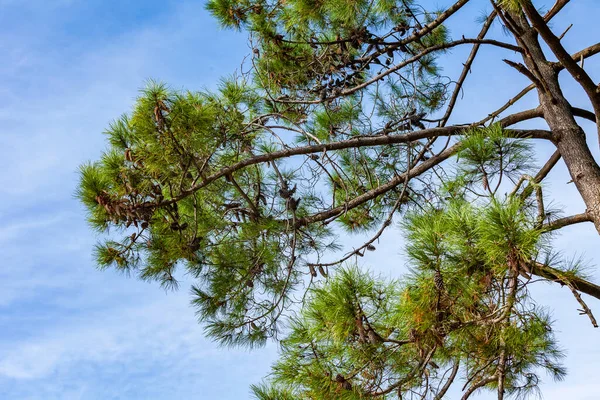 Parktaki Resimli Bir Ağacın Dalları — Stok fotoğraf