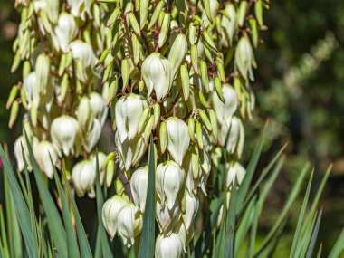 Tropikal parkta çiçek açan Yucca medrensis (Soco Yucca)