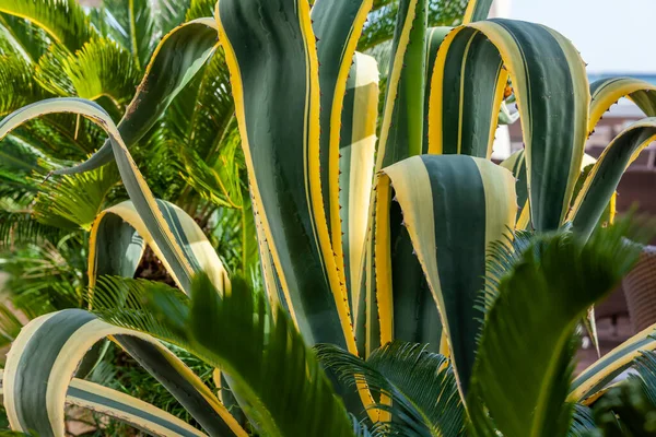 Malebné Tropické Rostliny Pobřeží — Stock fotografie