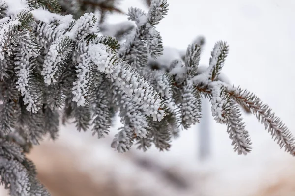 在冬天 枞树的枝条被冻土覆盖着 — 图库照片