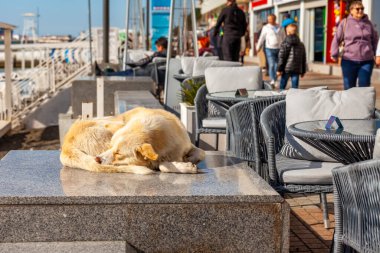 Sochi, Rusya, 18 Ekim 2021. Güzel köpek kumsalda dinleniyor.