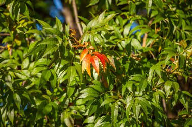 Pitoresk çok renkli yeşillik bir sonbahar ağaç üzerinde
