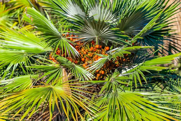 Picturesque Palm Street Tropical Town — Stock Photo, Image