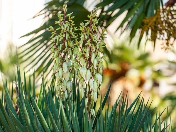 Fioritura Yucca Madrensis Soco Yucca Nel Parco Tropicale — Foto Stock