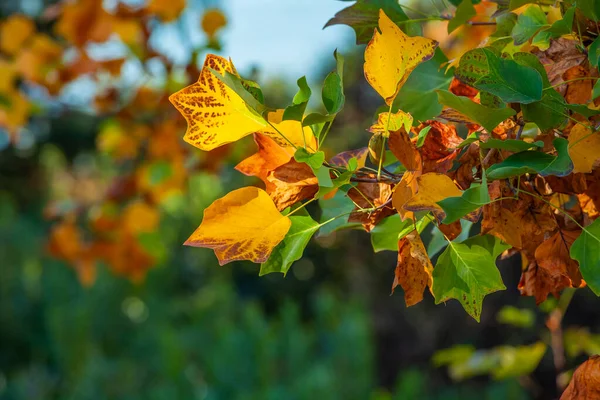 Pintoresco Follaje Multicolor Árbol Otoño — Foto de Stock